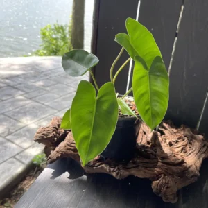Philodendron Burle Marx
