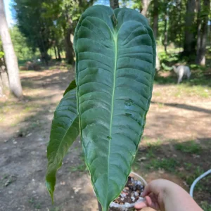 Anthurium Veitchii (Narrow Form)
