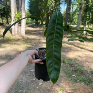 Philodendron Patriciae