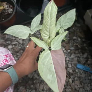 Syngonium Podophyllum - Pink Salmon