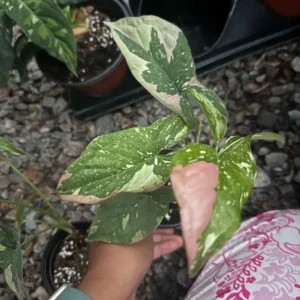 Syngonium Podophyllum- Red Spot Tri-Color